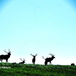 Elk herd near Ashland